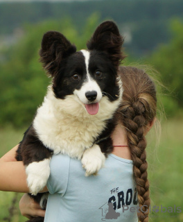 Zdjęcie №1. welsh corgi - na sprzedaż w Mediolan | 5441zł | Zapowiedź №111544