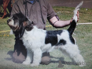 Zdjęcie №2 do zapowiedźy № 144383 na sprzedaż  grand venetian basset griffon - wkupić się Polska hodowca
