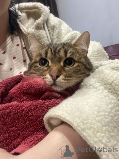 Zdjęcie №3. Kochany maluszek MurAmur szuka kochającej rodziny!. Federacja Rosyjska