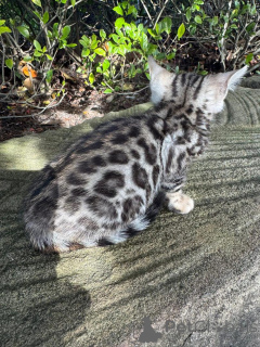 Zdjęcie №2 do zapowiedźy № 152666 na sprzedaż  kot bengalski - wkupić się Szwajcaria 