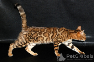 Zdjęcie №2 do zapowiedźy № 81429 na sprzedaż  kot bengalski - wkupić się Federacja Rosyjska hodowca