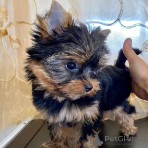 Zdjęcie №3. Kup swoje piękne zaszczepione szczenięta Yorkshire Terrier, które są teraz. USA