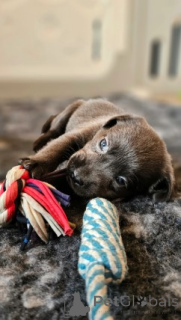 Zdjęcie №4. Sprzedam labrador retriever w Frankfurt. hodowca - cena - negocjowane