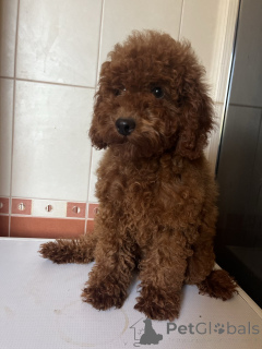 Zdjęcie №3. Toy Poodle Girl FCI. Ukraina
