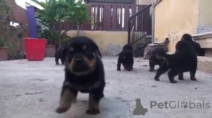 Zdjęcie №1. rottweiler - na sprzedaż w Antwerpia | Bezpłatny | Zapowiedź №154179