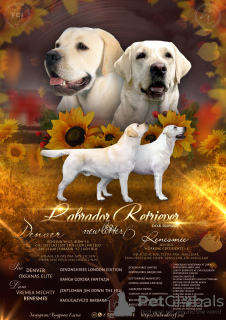 Zdjęcie №3. Szczenięta labradora od hodowcy. Federacja Rosyjska