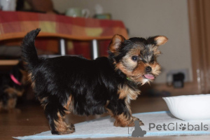 Zdjęcie №1. yorkshire terrier - na sprzedaż w Fegen | 4066zł | Zapowiedź №168487