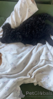 Zdjęcie №4. Sprzedam pudel (zabawka) w Tbilisi. prywatne ogłoszenie - cena - 1869zł