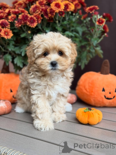 Zdjęcie №2 do zapowiedźy № 157763 na sprzedaż  maltipu - wkupić się Luksemburg prywatne ogłoszenie