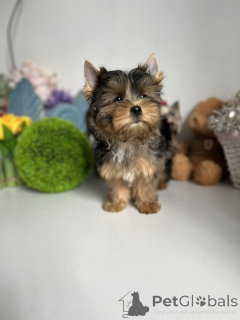 Zdjęcie №1. yorkshire terrier - na sprzedaż w Berlin | 2631zł | Zapowiedź №164795