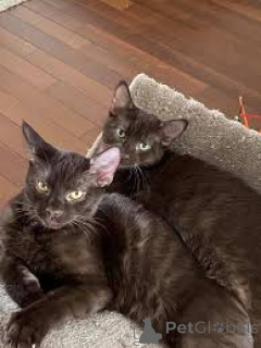 Zdjęcie №1. havana brown - na sprzedaż w Wiedeń | 2774zł | Zapowiedź № 163817