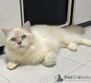 Zdjęcie №1. ragdoll - na sprzedaż w Essen | Bezpłatny | Zapowiedź № 127980