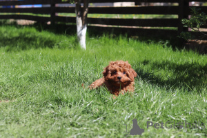 Zdjęcie №4. Sprzedam kawapu w Mińsk. prywatne ogłoszenie, od żłobka, hodowca - cena - 6697zł