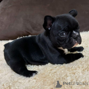 Zdjęcie №3. Urocze 8-tygodniowe szczenięta buldoga francuskiego gotowe na ich wieczne domy!. Wielka Brytania