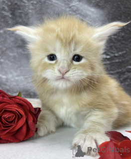 Zdjęcie №1. maine coon - na sprzedaż w Baden-Baden | 2631zł | Zapowiedź № 163324