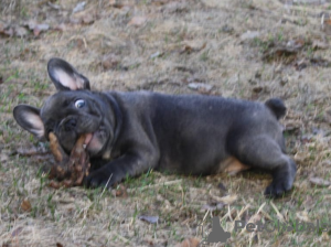 Zdjęcie №4. Sprzedam buldog francuski w Москва. prywatne ogłoszenie, od żłobka - cena - negocjowane