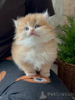 Zdjęcie №1. perskie - na sprzedaż w Brema | negocjowane | Zapowiedź № 165344