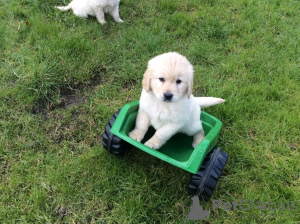 Dodatkowe zdjęcia: Szczenięta Champion Bloodline Golden Retriever są już dostępne z dokumentami