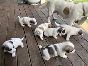 Zdjęcie №2 do zapowiedźy № 158819 na sprzedaż  jack russell terrier - wkupić się Belgia prywatne ogłoszenie