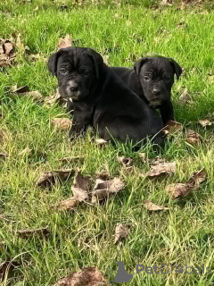 Zdjęcie №1. cane corso - na sprzedaż w Aalborg | 6zł | Zapowiedź №173402