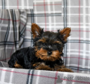 Zdjęcie №2 do zapowiedźy № 103928 na sprzedaż  yorkshire terrier - wkupić się Cypr ze schronu