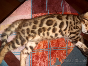 Zdjęcie №4. Sprzedam kot bengalski w Krasnodar. od żłobka, hodowca - cena - 1492zł