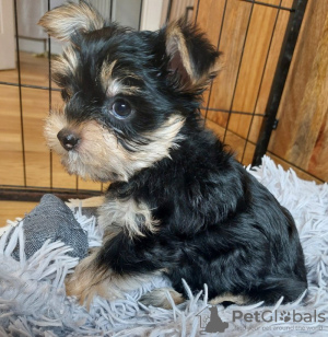 Dodatkowe zdjęcia: Yorkshire Terrier