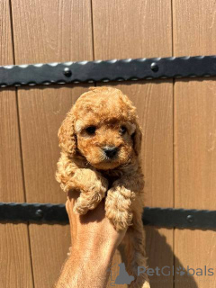 Zdjęcie №3. Pudel zabawkowy z pierwszorzędnym rodowodem. Serbia