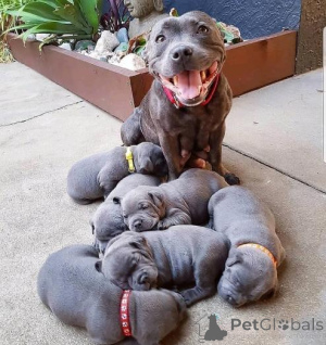 Zdjęcie №1. staffordshire bull terrier - na sprzedaż w Wilno | negocjowane | Zapowiedź №159983