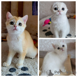 Zdjęcie №1. chinchilla cat - na sprzedaż w Kaługa | 2578zł | Zapowiedź № 141411