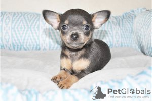 Zdjęcie №3. Urocze szczenięta Chihuahua do bezpłatnej adopcji. Niemcy