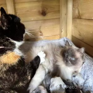 Zdjęcie №2 do zapowiedźy № 167251 na sprzedaż  ragdoll - wkupić się Niemcy prywatne ogłoszenie