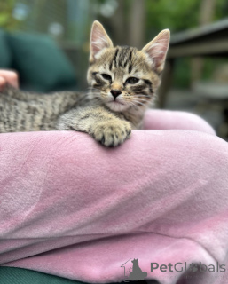 Zdjęcie №2 do zapowiedźy № 148564 na sprzedaż  kot bengalski - wkupić się Niemcy hodowca