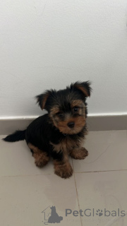 Zdjęcie №2 do zapowiedźy № 137575 na sprzedaż  pudel (royal), pudel (zabawka) - wkupić się USA hodowca