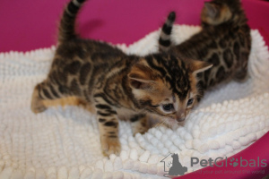 Zdjęcie №3. Piękne koty bengalskie są teraz w sprzedaży w Australii. Australia