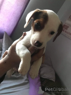 Zdjęcie №1. beagle (rasa psa) - na sprzedaż w Vienna | 1256zł | Zapowiedź №75975