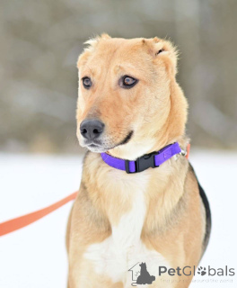 Zdjęcie №4. Sprzedam pies nierasowy w Rzeka Moskwa. prywatne ogłoszenie - cena - Bezpłatny
