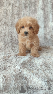 Zdjęcie №4. Sprzedam maltipu w Helsinki. prywatne ogłoszenie - cena - Bezpłatny