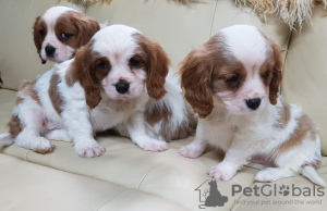 Zdjęcie №2 do zapowiedźy № 43183 na sprzedaż  cavalier king charles spaniel - wkupić się Niemcy prywatne ogłoszenie