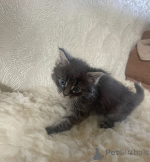 Zdjęcie №1. maine coon - na sprzedaż w Germersheim | 1674zł | Zapowiedź № 169818