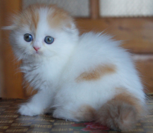 Zdjęcie №4. Sprzedam  w Dnipro. prywatne ogłoszenie - cena - 1590zł