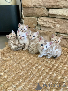 Zdjęcie №1. kot bengalski - na sprzedaż w Big Bend | negocjowane | Zapowiedź № 161185