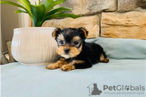 Zdjęcie №3. Szczeniak Yorkshire Terrier Filiżanka do bezpłatnej adopcji. Niemcy