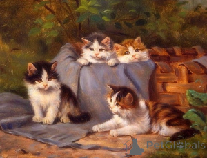 Zdjęcie №1. kot brytyjski krótkowłosy - na sprzedaż w Illinois City | 1779zł | Zapowiedź № 135500