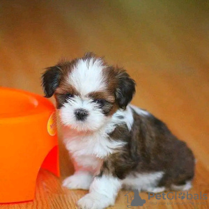 Zdjęcie №1. shih tzu - na sprzedaż w Vienna | negocjowane | Zapowiedź №127312