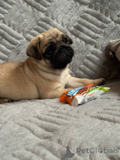 Zdjęcie №1. mops - na sprzedaż w Krasnodar | 2320zł | Zapowiedź №155110