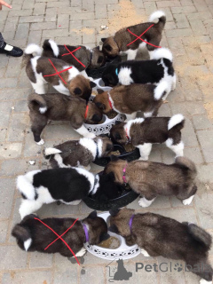 Zdjęcie №3. Szczenięta akity. Estonia