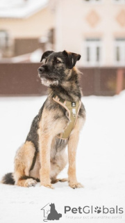 Zdjęcie №2 do zapowiedźy № 138977 na sprzedaż  pies nierasowy - wkupić się Federacja Rosyjska prywatne ogłoszenie