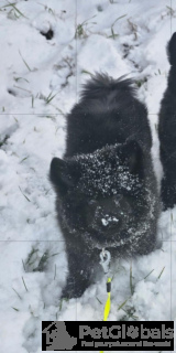 Zdjęcie №2 do zapowiedźy № 134562 na sprzedaż   - wkupić się Polska hodowca