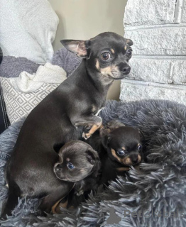 Zdjęcie №2 do zapowiedźy № 167681 na sprzedaż   - wkupić się Niemcy 